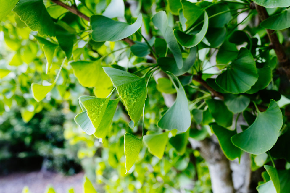 Detail shot of green ginkgo leaves