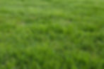 Healthy green lawn with fescue sod