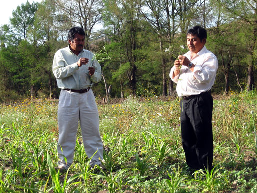 POLICY ANALYSIS: Bush Promotes Free Trade in Mexico Meetings