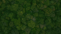background (7).png