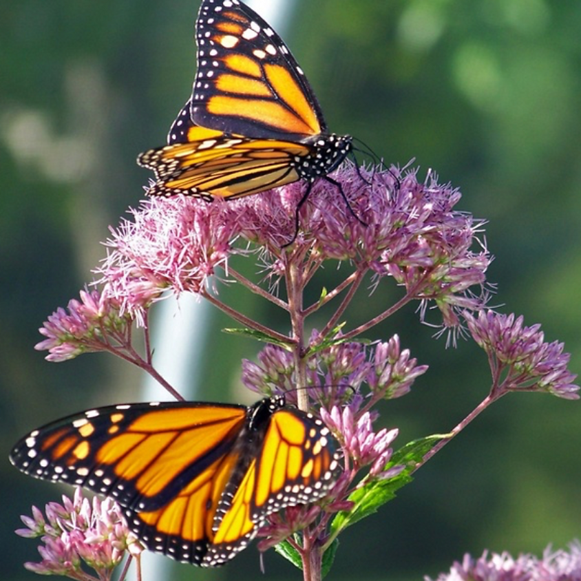 Fall clean-up at the Meg Gorrie Butterfly House, The Watershed Institute