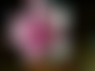 Horticulture Committee 2024-2025