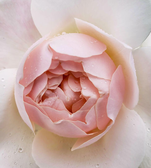 Rose - Judy Sarvary.jpg