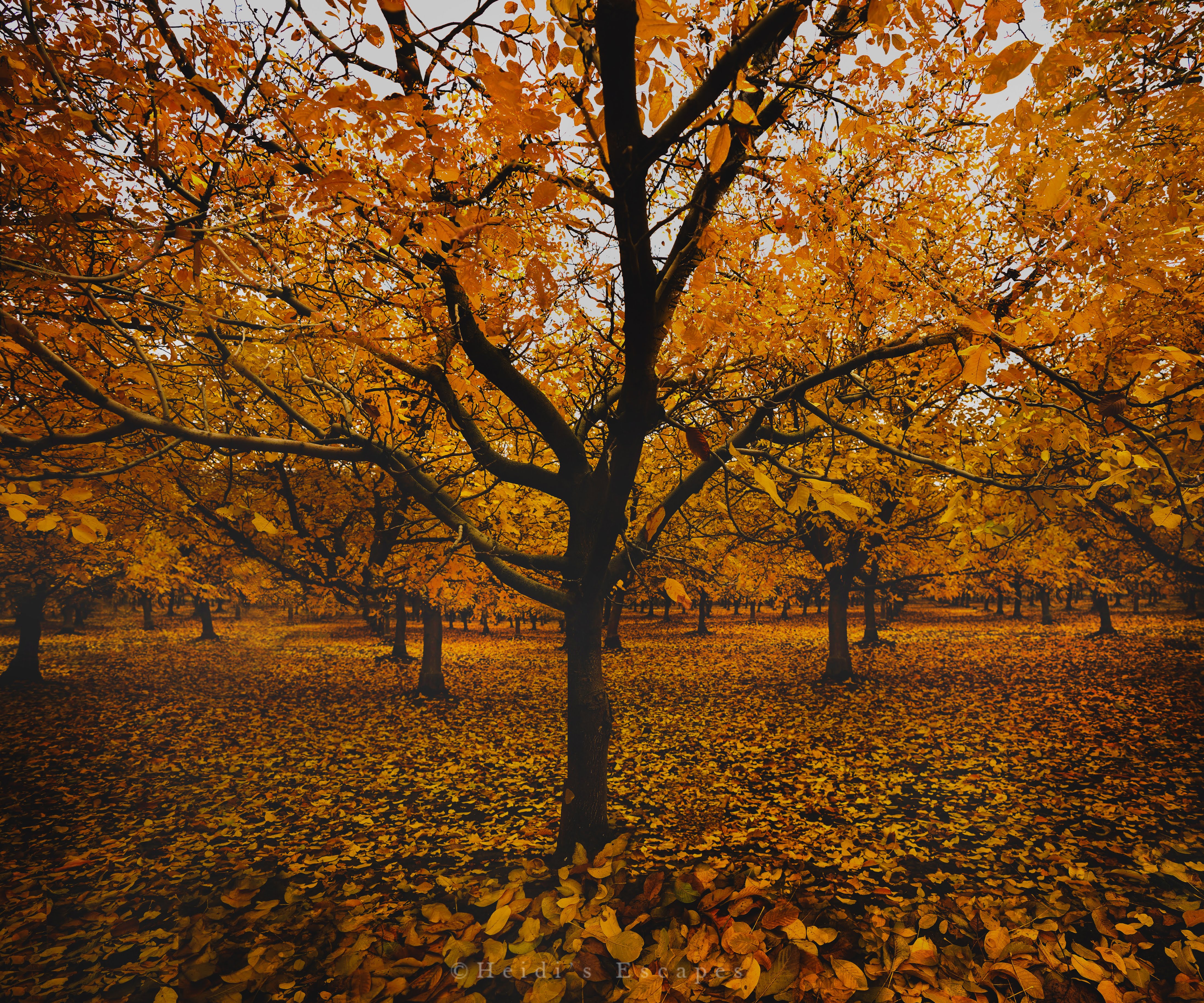 Orchard Field