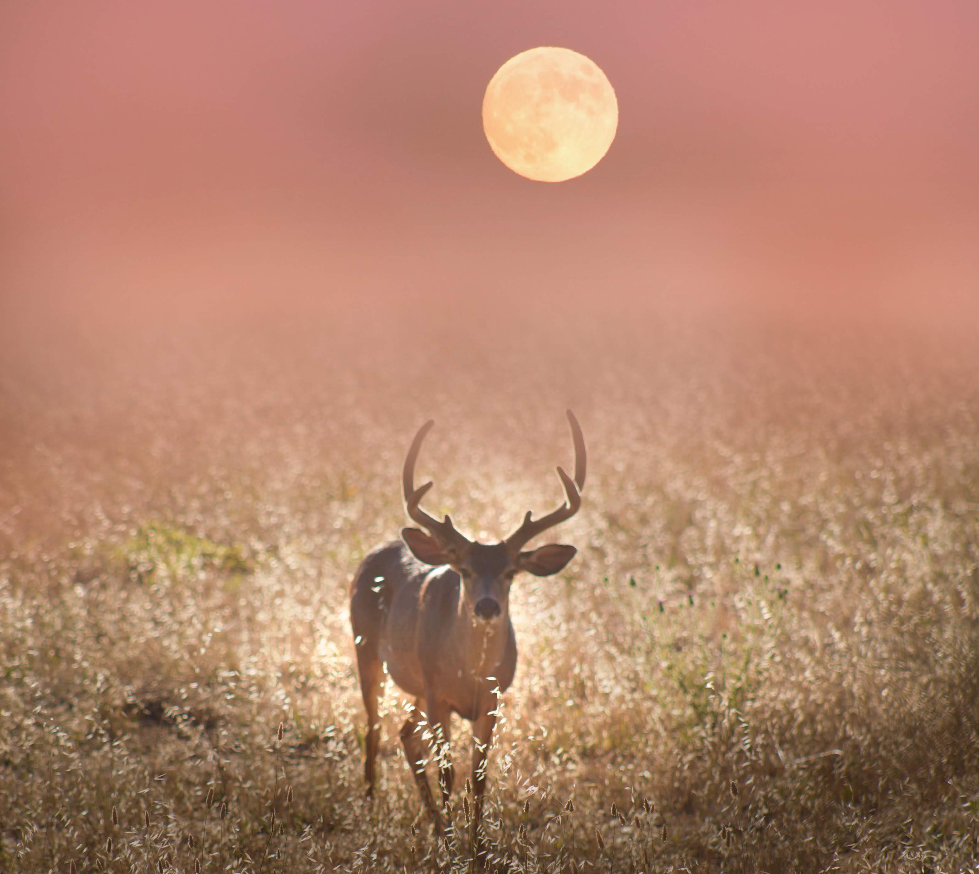 Full Buck Moon 2018
