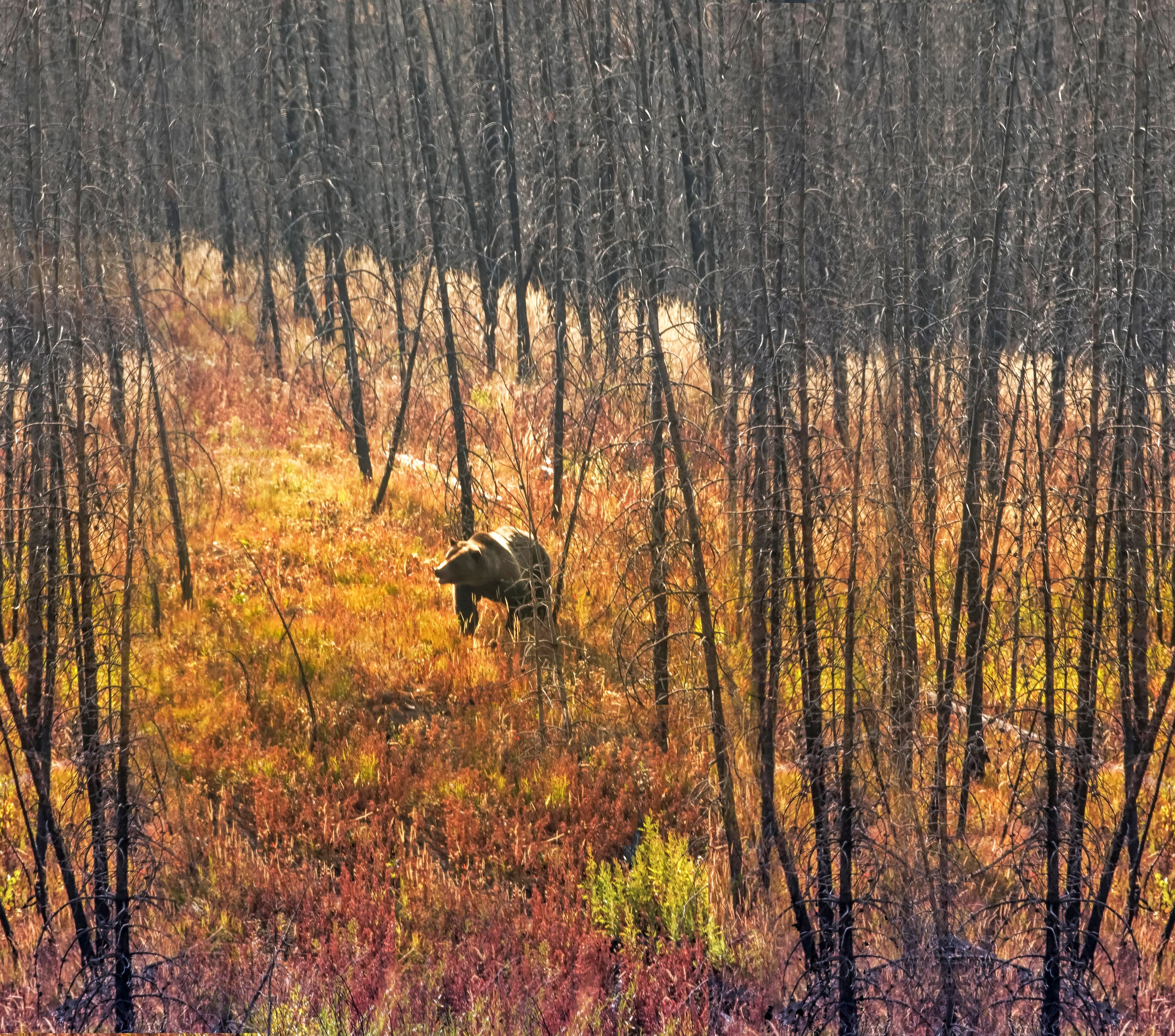 Grand Teton National Park