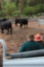 Bollygum Farm owners sitting and watching black cows in the paddock