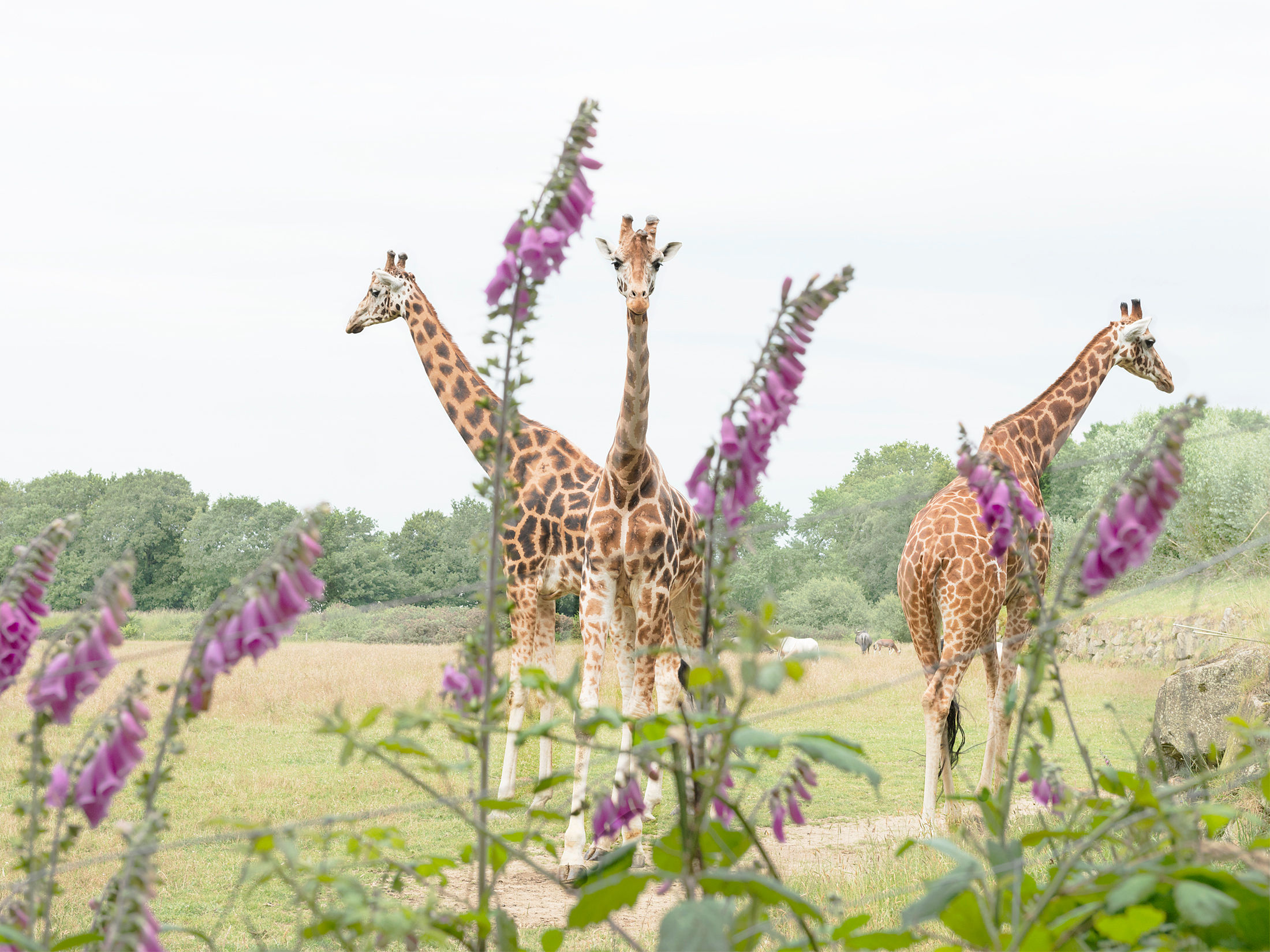 Aude Sirvain Tirage Girafes