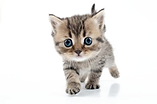 Little-Kitten-PNG-Image.png