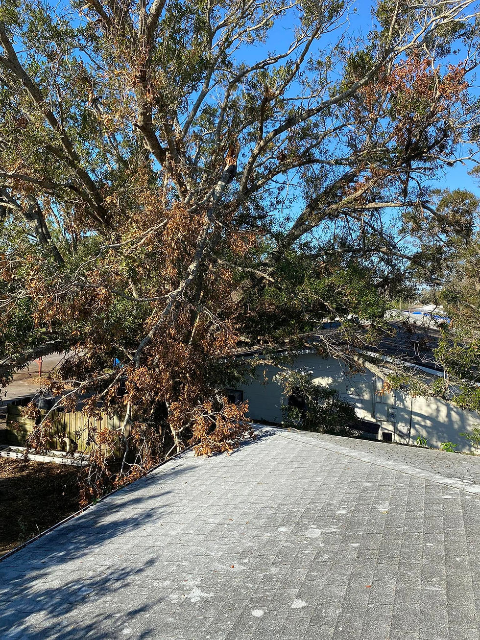 Tree branches on the roof