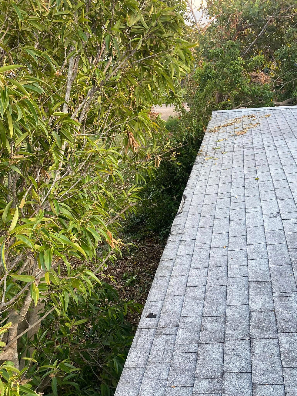 tree limbs removed of the roof with visible damage to the shingles after storm