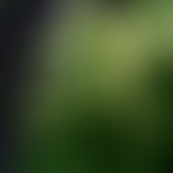 close up of a clump of primroses