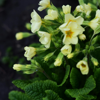 close up of a clump of primroses