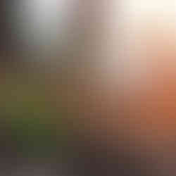 snowdrops in dappled sunshine in woods