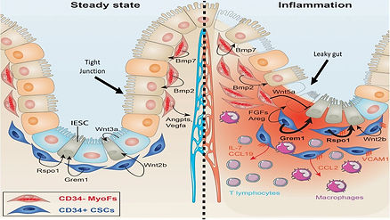 Leaky gut revised.jpg