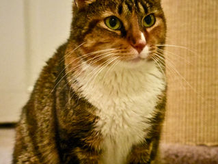 Rosie the resilient is ready for adoption!