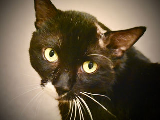 Even with the odds against him, "Lucky," came out on top. Now he just needs a home to win