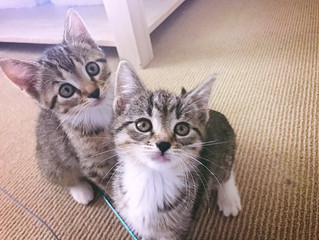 Mickey and Minnie want a home as magical as Disneyland. Let's help them find their happy ending!