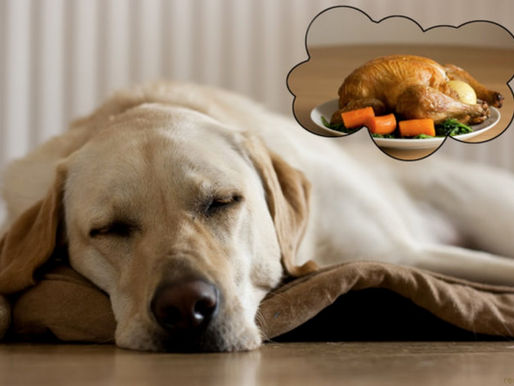 Macie’s Corner: What I’m Thankful For (Besides Treats and Belly Rubs)