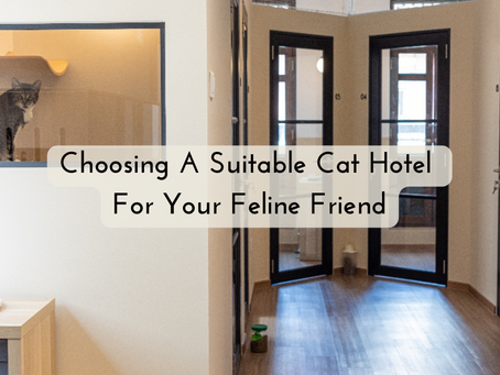 How to Choose a Cat Hotel for Optimum Care of Your Feline Friend
