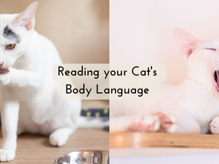 What Your Cat's Body Language Means: A Simple Guide