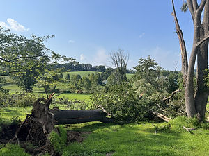 Storm Cleanup.jpeg