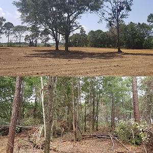 Vegetation Removal.jpeg