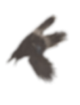 ree