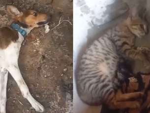 Mistério e revolta em Tomé-Açu: onda de supostos envenenamentos mata cães e gatos no bairro Sidina