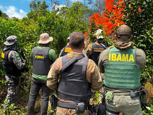 Operação destrói 6 mil pés de maconha em Terra Indígena no Pará