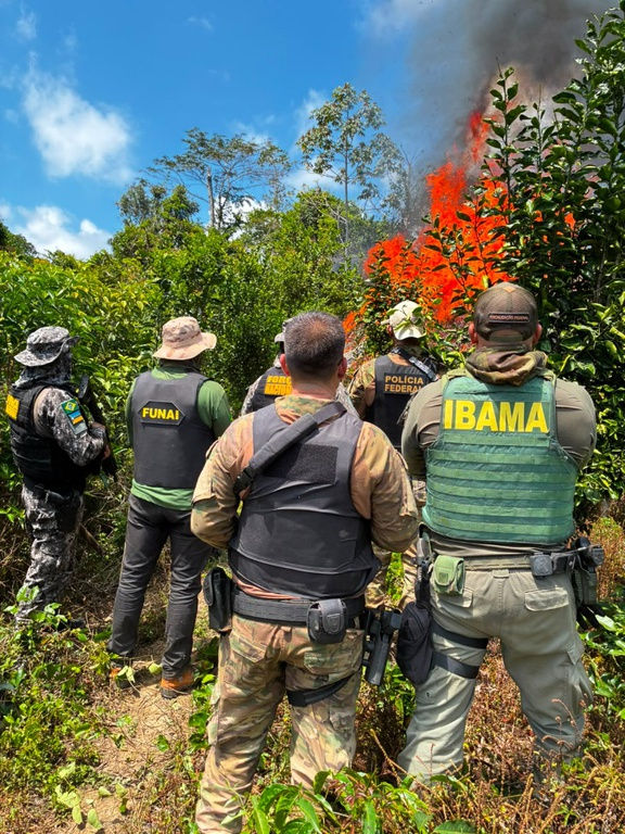 Operação destrói 6 mil pés de maconha em Terra Indígena no Pará