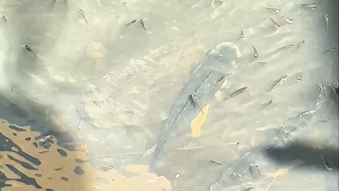 Morador se surpreende ao encontrar diversos peixes em canal de esgoto em Tomé-Açu. | Foto: reprodução.