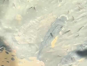 Vídeo mostra peixes enormes em canal de esgoto e viraliza em Tomé-Açu