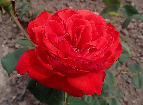 ROSE IMAGE 015 Rosa_Camara_2022-07-05_5038.jpg