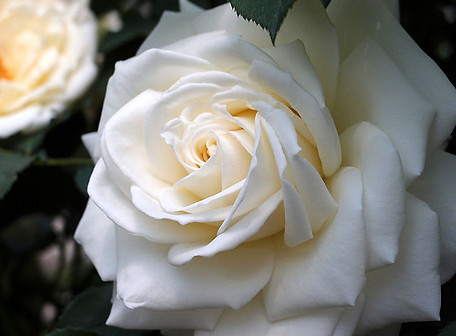 ROSE IMAGE 076 Rosa'Tineke',バラ,ティネT Kiya wikicommonsケ,_(8154263277).jpg