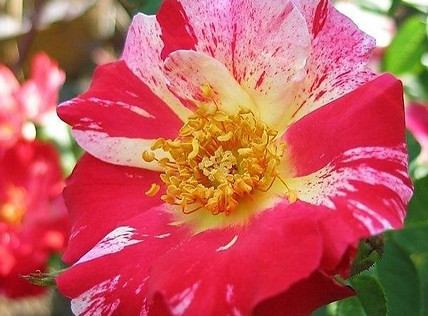 ROSE IMAGE 034 Rosa 'Fourth of July' Sue Brown_edited.jpg