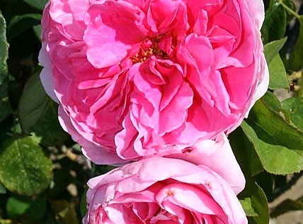 Rosa 'Gertrude Jekyll Sue Brown_edited_e