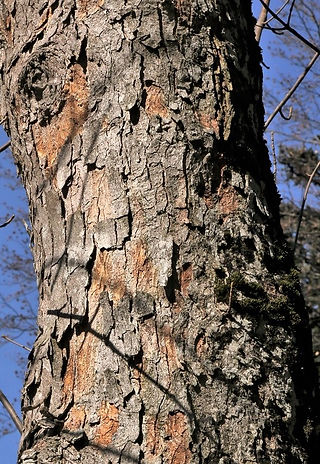 Berg-Ahorn|Acer pseudoplatanus