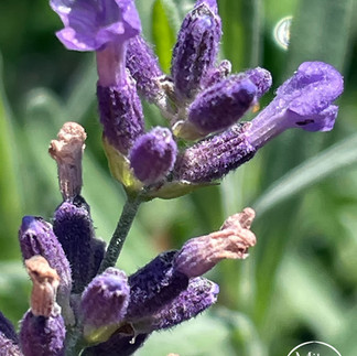 Lavendelblüten 1