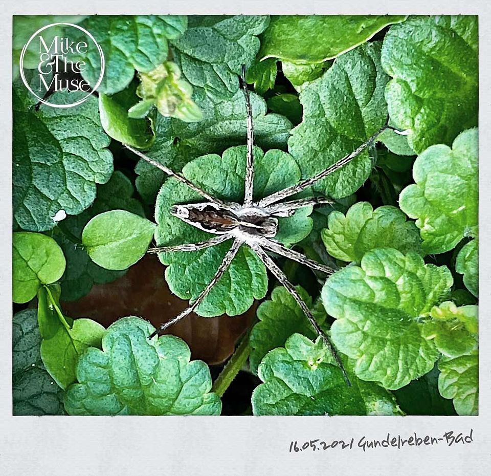 Spinne auf jungen Gundermannblättern