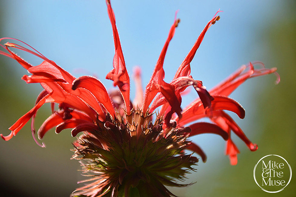 Goldmelisse-offene Blüte