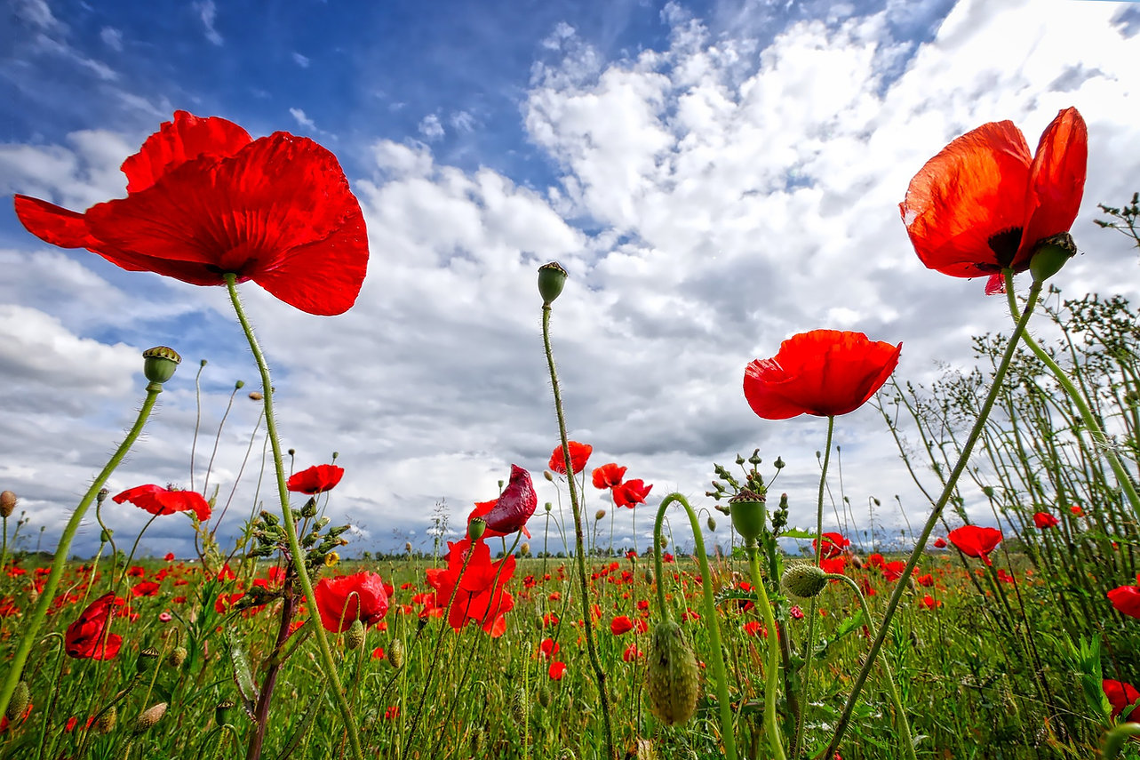 Klatschmohn-©Albrecht Fietz.jpg