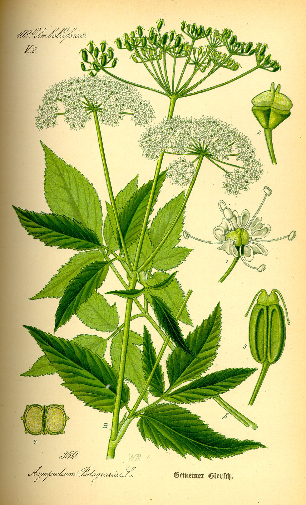 Gierschillustration