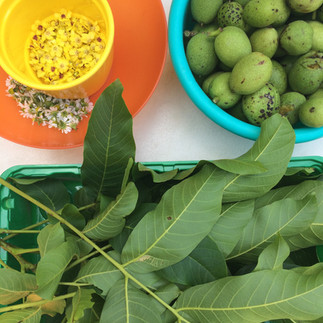 Während der NUSSINGA Nussernte