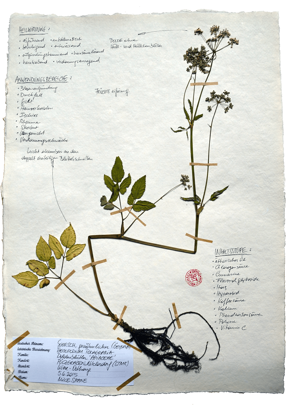 Giersch im Herbarium von Mike Shane