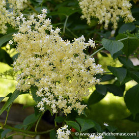 Holunderblüte