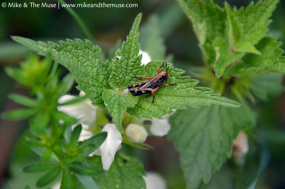Kräuterworkshop 'Unsere berühmten Heilkräuter II' 