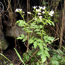 bitteres schaumkraut