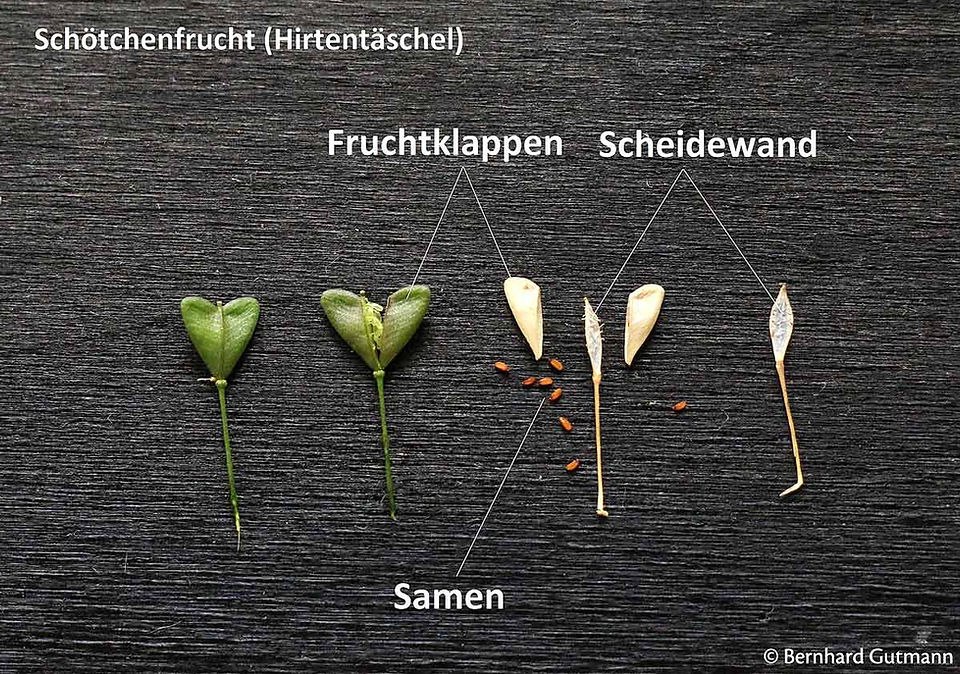 Schötchenfrucht vom Hirtentäschel