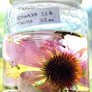 Echinacea Tinktur im Glas